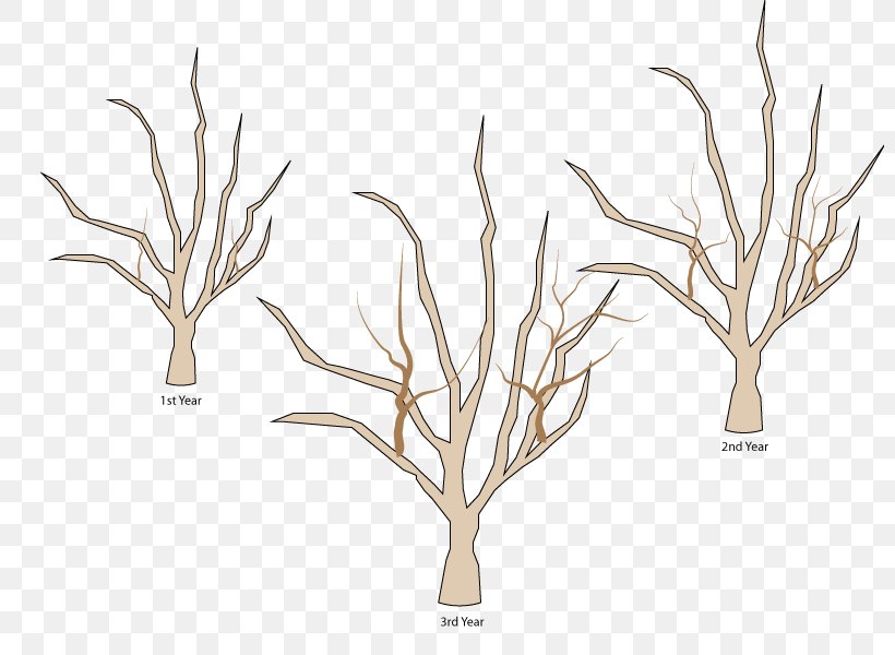 Tree Branch Woody Plant Apples Pruning, PNG, 800x600px, Tree, Antler, Apple, Apples, Basal Shoot Download Free