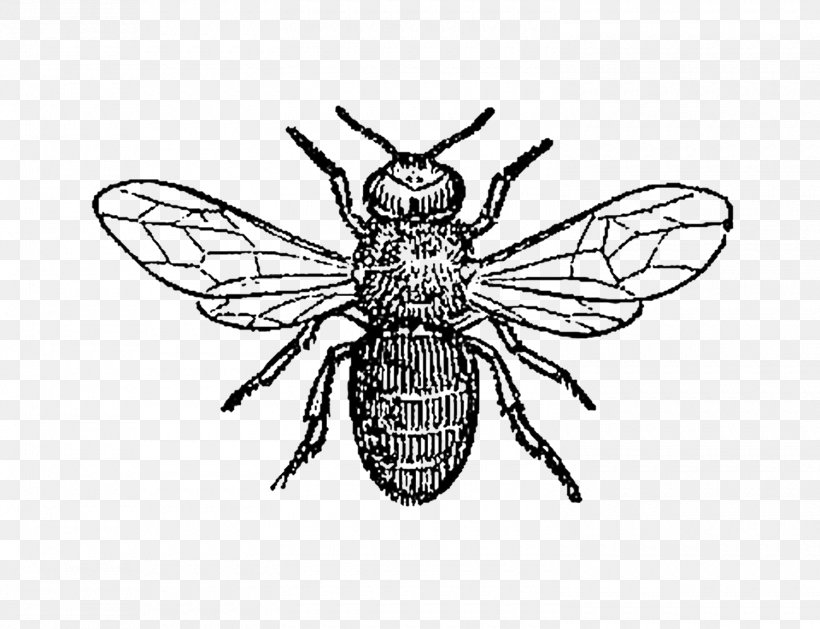 Honey Bee Insect Clip Art Drone, PNG, 1500x1152px, Bee, Animal, Arthropod, Artwork, Beekeeper Download Free