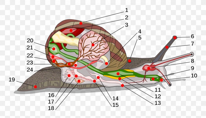 Land Snail Gastropods Anatomy Radula, PNG, 1400x800px, Watercolor, Cartoon, Flower, Frame, Heart Download Free