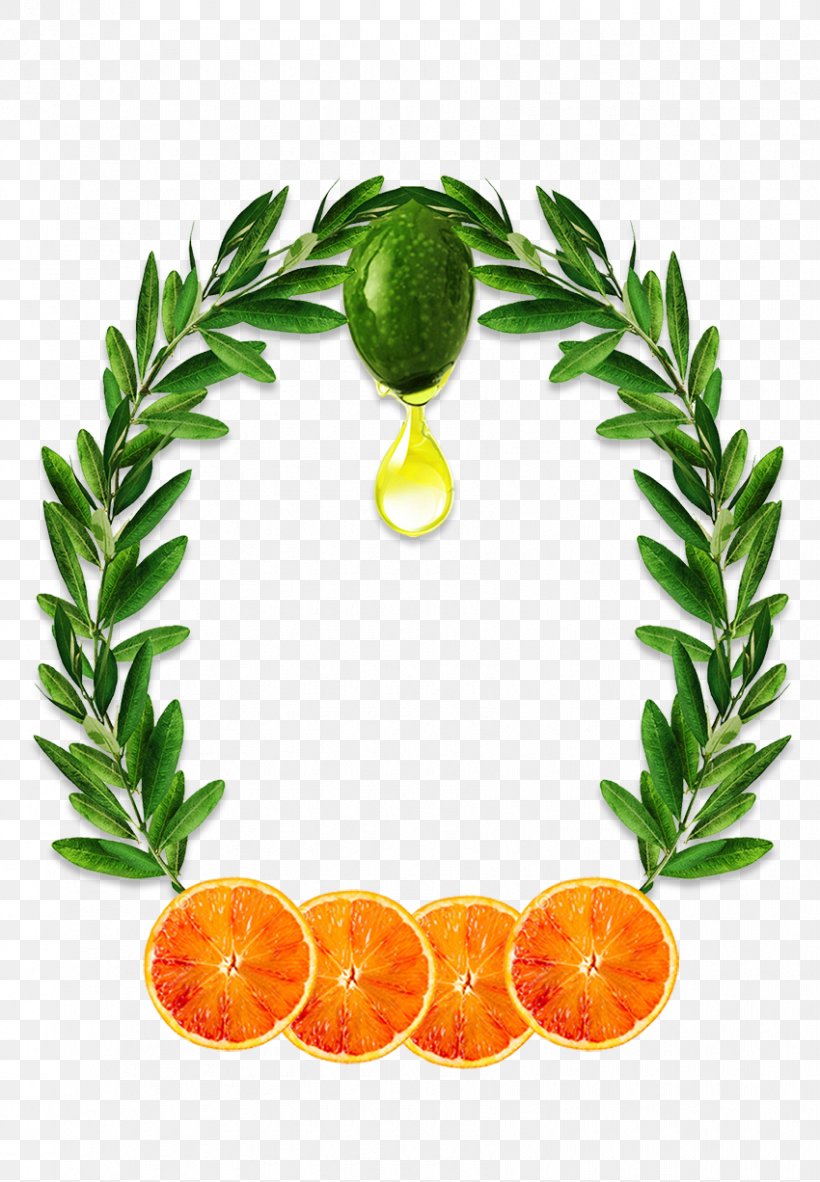 Olive Leaf Olive Oil Extract, PNG, 850x1226px, Olive, Bitter Orange, Branch, Citrus, Cosmetics Download Free