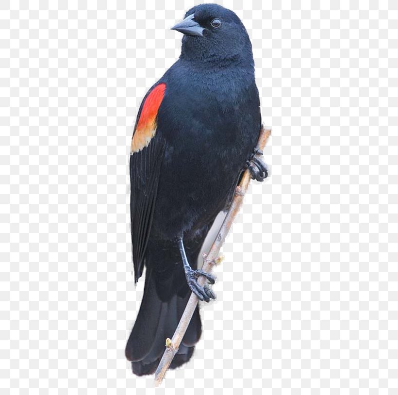 Red-winged Blackbird Clip Art Common Blackbird Redwing, PNG, 316x814px, Bird, Beak, Bird Of Prey, Common Blackbird, Eastern Rosella Download Free