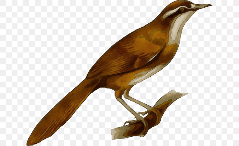 Bird Beak Carolina Wren Songbird Nightingale, PNG, 640x501px, Watercolor, Beak, Bird, Brown Thrasher, Bulbul Download Free