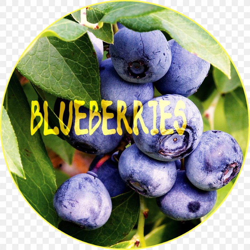 Blueberry Vaccinium Corymbosum Fruit Shrub, PNG, 1024x1024px, Blueberry, Aristotelia Chilensis, Berry, Bilberry, Blueberry Tea Download Free