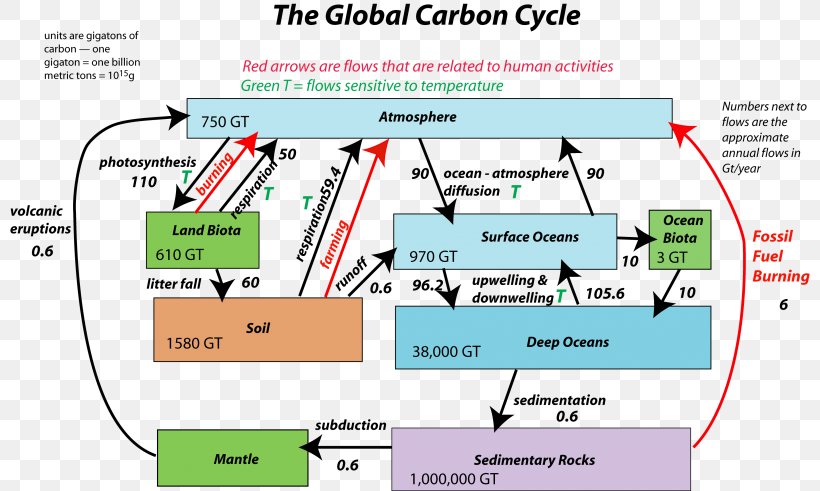 Carbon Cycle Soil Carbon Carbon Dioxide Flux Water Cycle, PNG, 800x491px, Carbon Cycle, Antoine Lavoisier, Area, Atmosphere Of Earth, Carbon Download Free