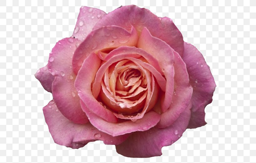 Garden Roses Pink Flowers Pink Flowers Centifolia Roses, PNG, 640x522px, Garden Roses, Centifolia Roses, China Rose, Close Up, Color Download Free