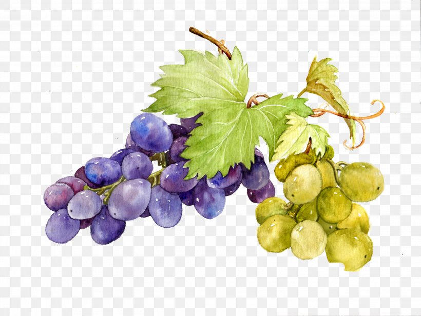 Grape Watercolor Painting Sweetness, PNG, 3037x2283px, Grape, Auglis, Eating, Food, Frost Download Free