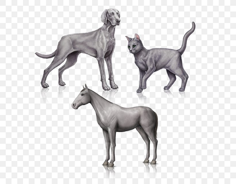 Great Dane Weimaraner Dog Breed Non-sporting Group, PNG, 580x640px, Great Dane, Breed, Carnivoran, Dog, Dog Breed Download Free