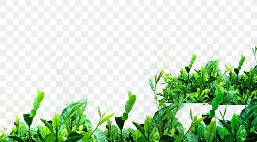 Green Tea Matcha Camellia Sinensis, PNG, 1800x1000px, Tea, Camellia Sinensis, Energy, Grass, Green Download Free
