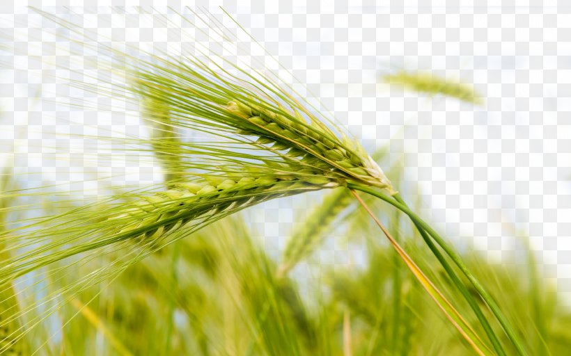 Wheat Theme Nature Wallpaper, PNG, 1920x1200px, Wheat, Barley, Cereal, Commodity, Crop Download Free