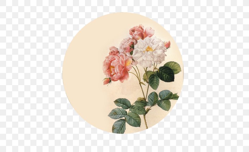 Botanical Illustration Floral Design Flower Damask Rose, PNG, 500x500px, Botanical Illustration, Art, Damask Rose, Dishware, Floral Design Download Free