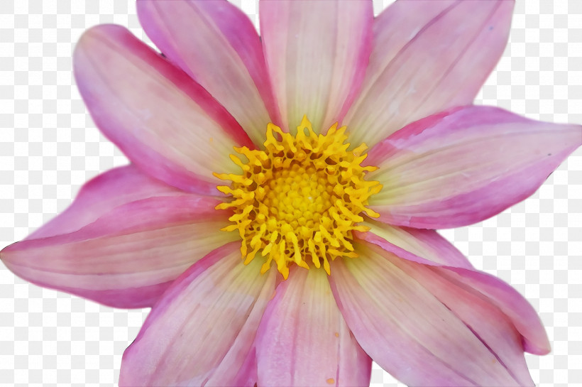 Dahlia Annual Plant Garden Cosmos Chrysanthemum Aster, PNG, 1920x1278px, Watercolor, Annual Plant, Aster, Biology, Chrysanthemum Download Free
