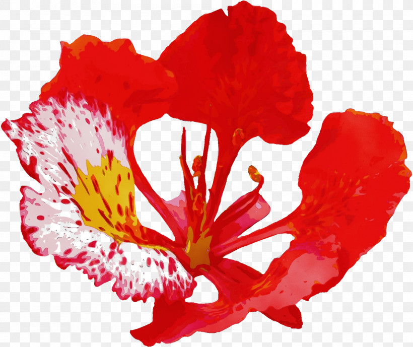 Flower Red Petal Plant Coquelicot, PNG, 1600x1346px, Watercolor, Carnation, Coquelicot, Flower, Geranium Download Free