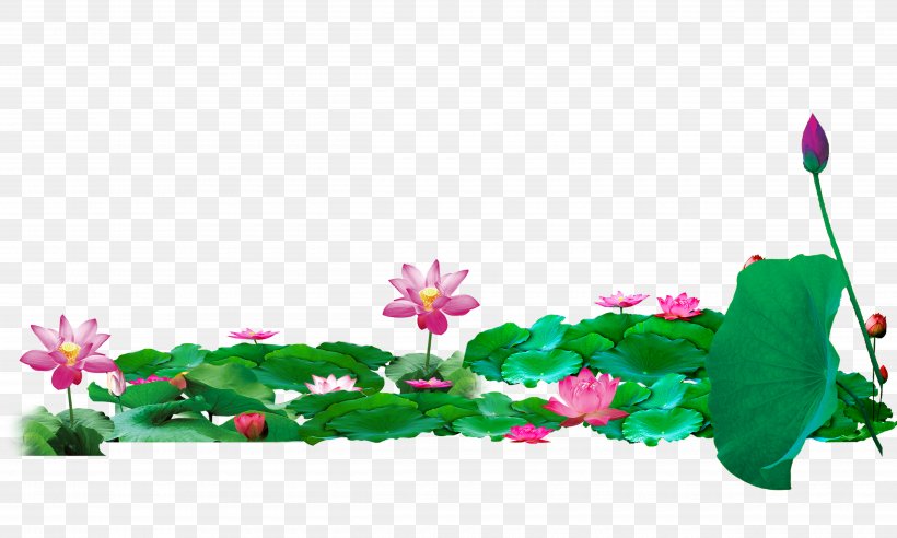 Lotus Pond Nelumbo Nucifera Download, PNG, 5000x3000px, Lotus Pond, Border, Flora, Floral Design, Flower Download Free