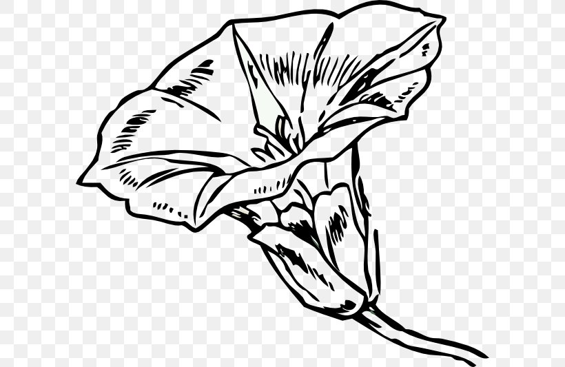 Clip Art Flowering Plant Hedge Bindweed Field Bindweed, PNG, 600x533px, Flower, Artwork, Black And White, Drawing, Field Bindweed Download Free