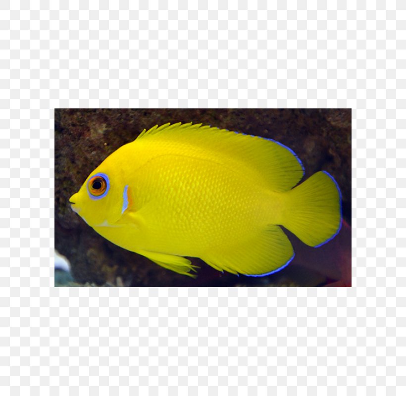 Holacanthus Aquariums Marine Biology Coral Reef Fish Pomacentridae, PNG, 600x800px, Holacanthus, Aquarium, Aquariums, Biology, Coral Download Free
