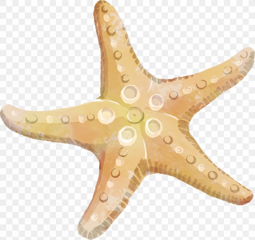 Starfish Echinoderm Clip Art, PNG, 936x880px, Starfish, Animal, Echinoderm, Invertebrate, Marine Invertebrates Download Free