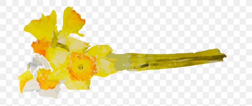 Watercolor Painting Daffodil Cut Flowers Photography, PNG, 1600x674px, Watercolor Painting, Cut Flowers, Daffodil, Flower, Gift Download Free