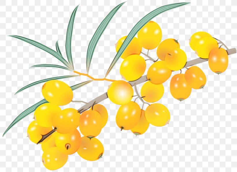 Yellow Plant Flower Fruit Leaf, PNG, 1024x745px, Watercolor, Flower, Flowering Plant, Food, Fruit Download Free