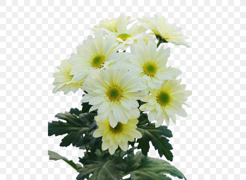 Chrysanthemum Marguerite Daisy Floral Design Transvaal Daisy Cut Flowers, PNG, 500x600px, Chrysanthemum, Annual Plant, Argyranthemum, Aster, Chrysanths Download Free