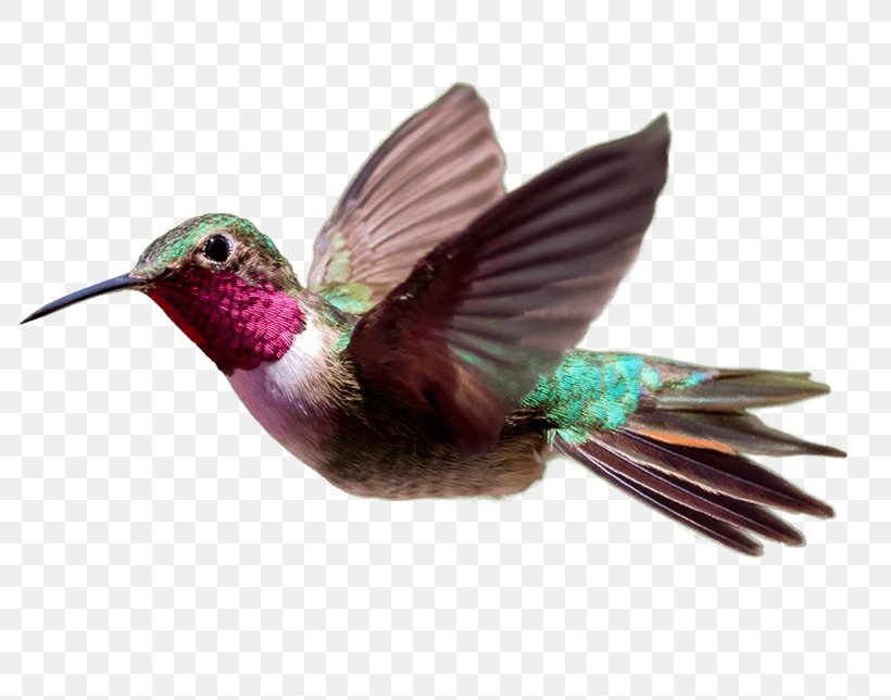 Hummingbird Consultant Experience Service, PNG, 800x644px, Hummingbird, Beak, Bird, Consultant, Employment Download Free