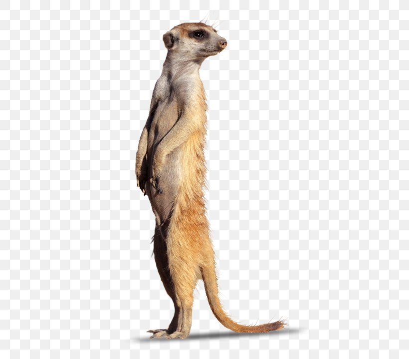 Meerkat Mongoose Fur Terrestrial Animal Snout, PNG, 430x719px, Meerkat, Animal, Carnivoran, Fauna, Fur Download Free