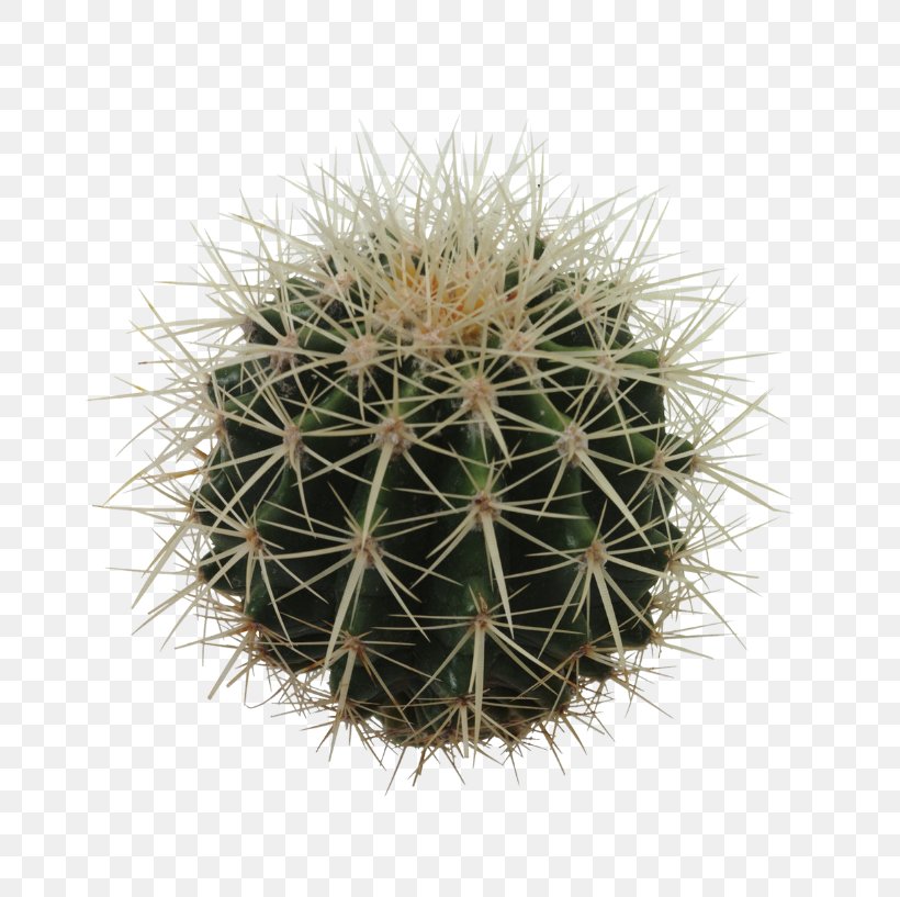 Cactaceae Echinocactus Grusonii Clip Art, PNG, 771x817px, Cactaceae, Cactus, Caryophyllales, Echinocactus Grusonii, Flowering Plant Download Free
