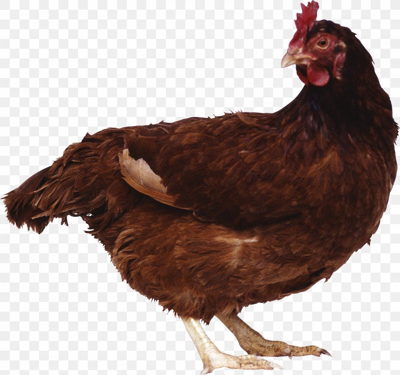 Chicken Goat Egg, PNG, 2700x2536px, Leghorn Chicken, American Poultry Association, Beak, Bird, Chicken Download Free