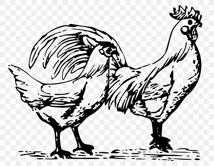 Chicken Rooster Poultry Farming Clip Art, PNG, 800x639px, Chicken, Art, Artwork, Beak, Bird Download Free