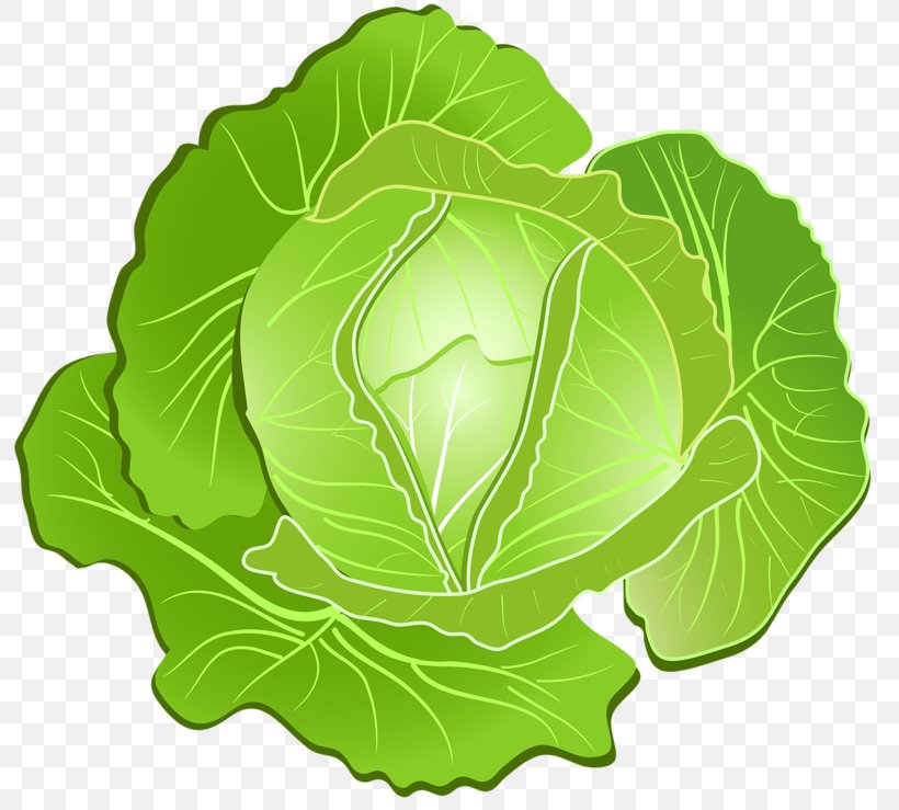 Clip Art Vegetable Image Vector Graphics Drawing, PNG, 800x739px, Vegetable, Art, Cabbage, Collard Greens, Drawing Download Free