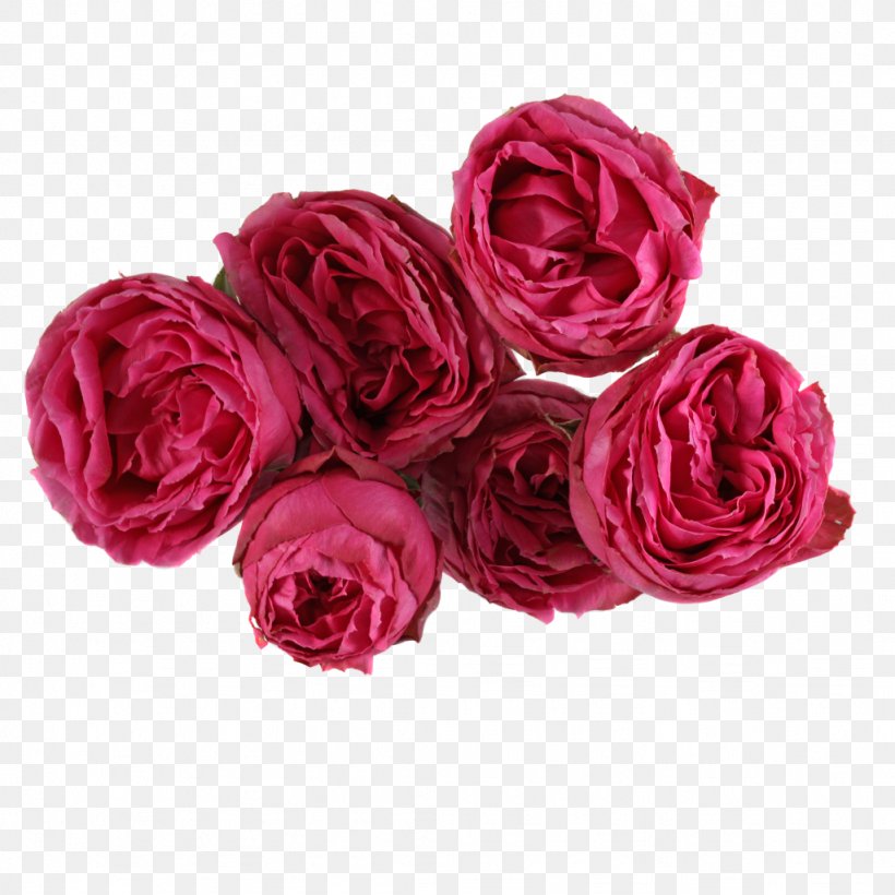 Cut Flowers Garden Roses Centifolia Roses Rosaceae, PNG, 1024x1024px, Cut Flowers, Artificial Flower, Centifolia Roses, Floribunda, Flower Download Free