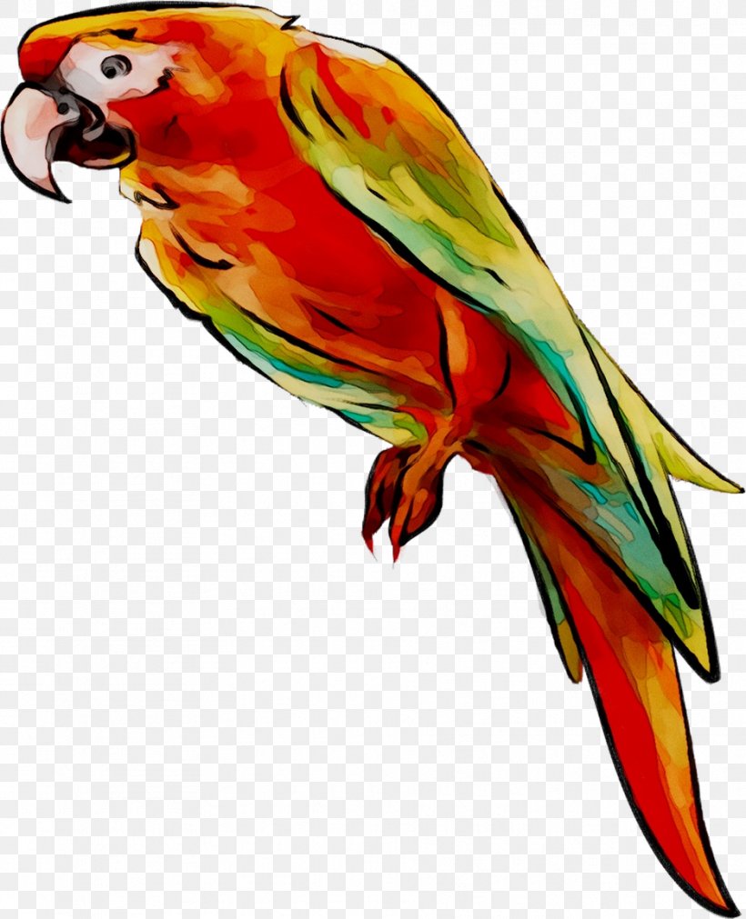 Lovebird Macaw Loriini Parakeet Feather, PNG, 937x1156px, Lovebird, Beak, Bird, Budgie, Fauna Download Free