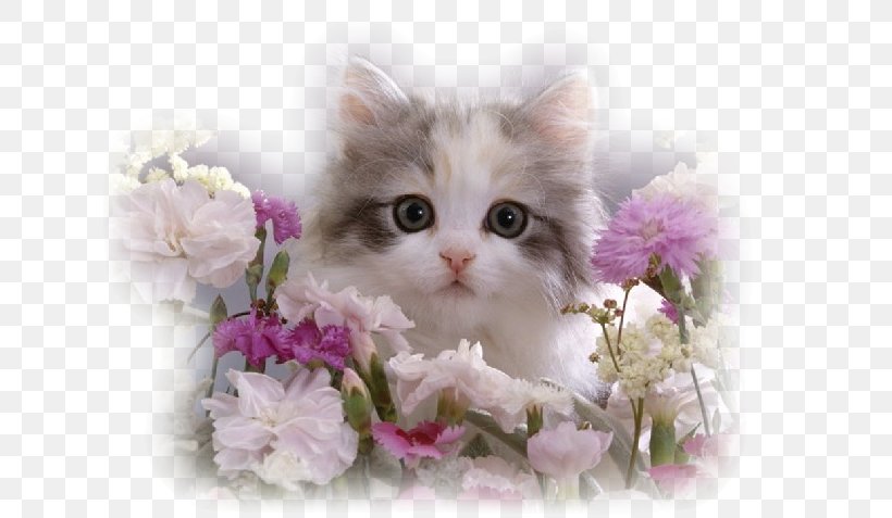 Persian Cat Kitten Tortoiseshell Cat Tabby Cat Dog, PNG, 636x477px, Persian Cat, Allposterscom, Animal, British Semi Longhair, Carnivoran Download Free