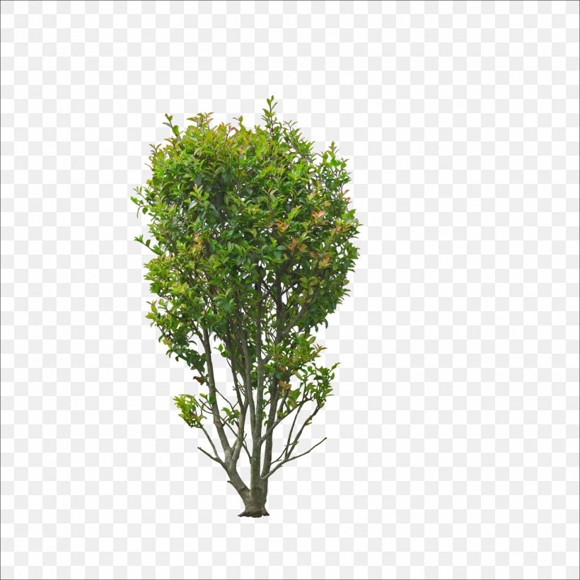 Sweet Osmanthus Tree Bonsai Shrub Garden, PNG, 1773x1773px, Sweet Osmanthus, Bonsai, Branch, Devilwood, Evergreen Download Free