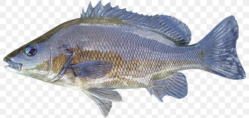 Tilapia Sooty Grunter Syncomistes Animal Fish, PNG, 800x391px, Tilapia, Animal, Barramundi, Bass, Bony Fish Download Free