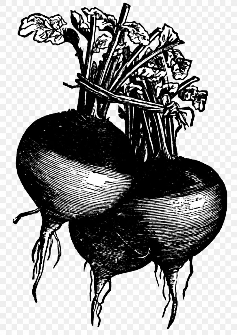 Turnip Carrot Vegetable Rutabaga Clip Art, PNG, 850x1200px, Turnip, Black And White, Carrot, Drawing, Food Download Free