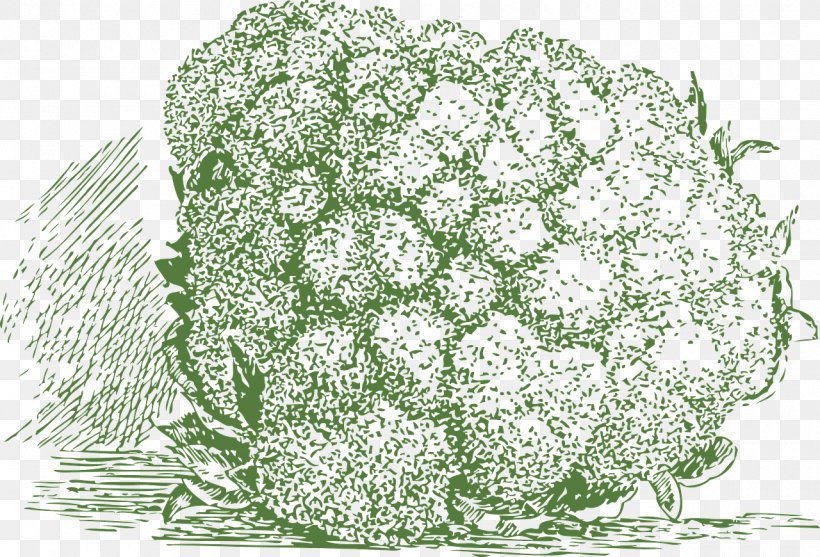 Cauliflower Broccoli Veggie Burger Red Cabbage, PNG, 1280x870px, Cauliflower, Brassica Oleracea, Broccoli, Cabbage, Drawing Download Free