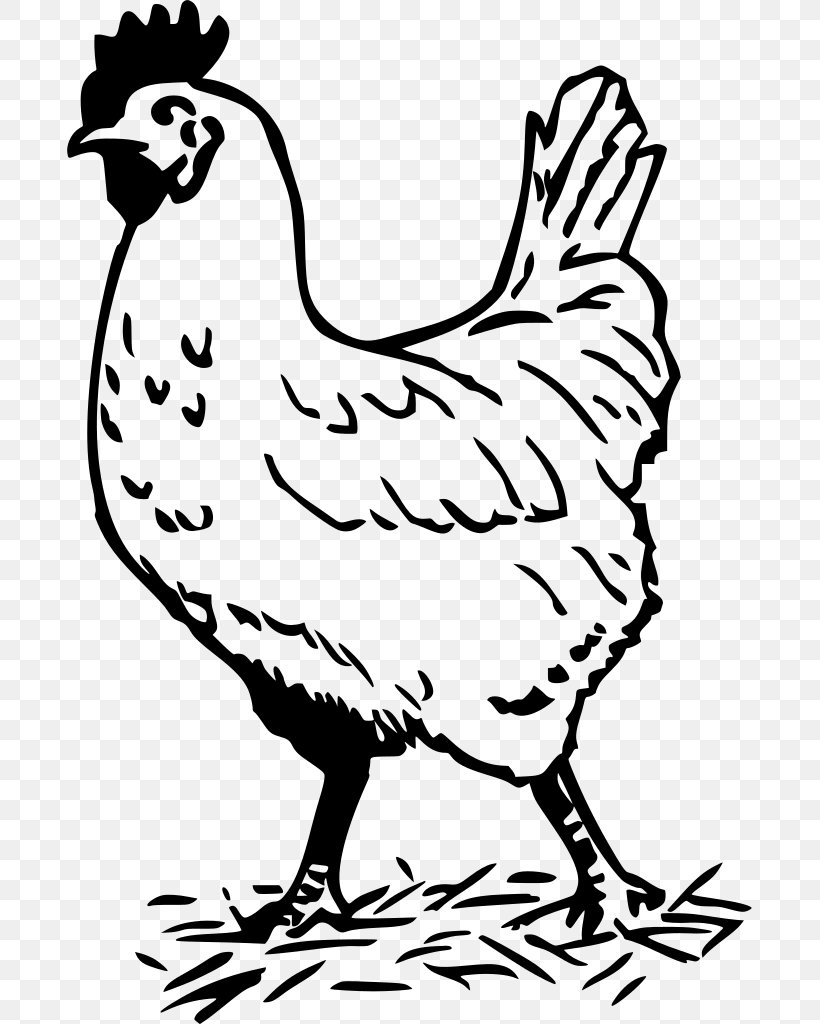 Chicken Clip Art Vector Graphics Rooster Illustration, PNG, 685x1024px, Chicken, Art, Beak, Bird, Black Download Free