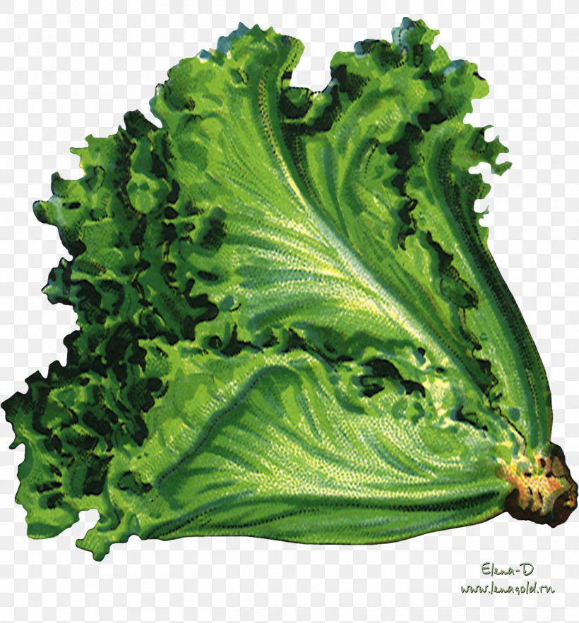 Organic Food Vegetable Vegetarian Cuisine Lettuce Sowing, PNG, 1300x1400px, Organic Food, Broccoli, Cabbage, Carrot, Collard Greens Download Free