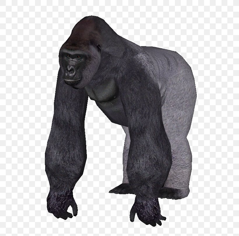 Zoo Tycoon 2 Common Chimpanzee Western Lowland Gorilla Primate Orangutan, PNG, 689x808px, Zoo Tycoon 2, Animal, Ape, Chimpanzee, Common Chimpanzee Download Free