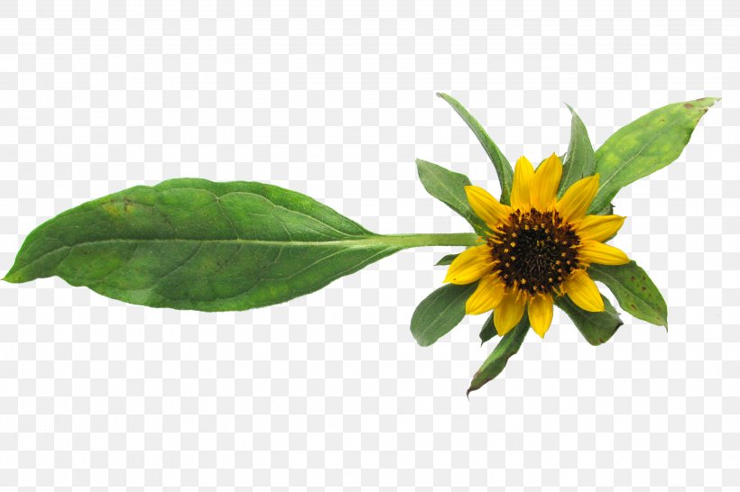 Common Sunflower Sunflower Seed Helianthus Exilis Crop, PNG, 3202x2133px, Common Sunflower, Agriculture, Crop, Daisy Family, Flower Download Free