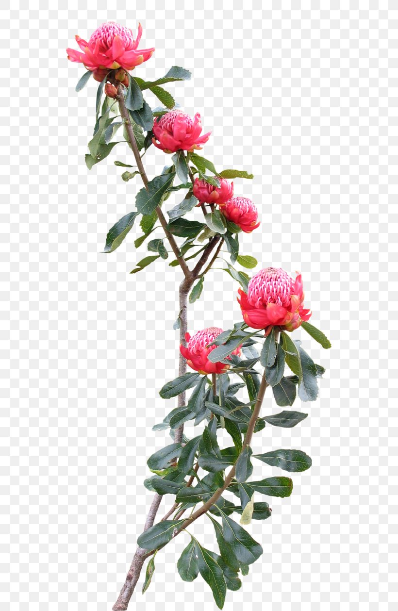 Cut Flowers Plant Centifolia Roses Garden Roses, PNG, 635x1259px, Flower, Aster, Branch, Centifolia Roses, Common Lilly Pilly Download Free