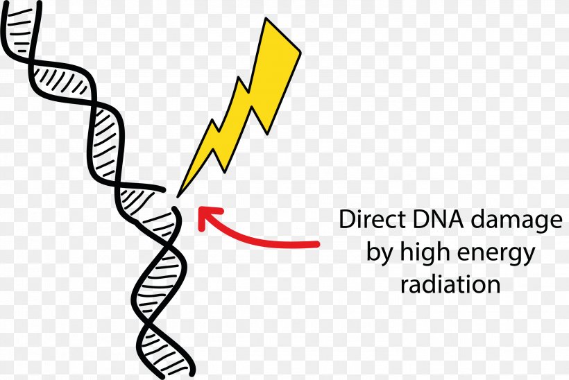 DNA Damage Radiation Therapy Cell, PNG, 2936x1963px, Dna Damage, Apoptosis, Area, Beta Particle, Black And White Download Free