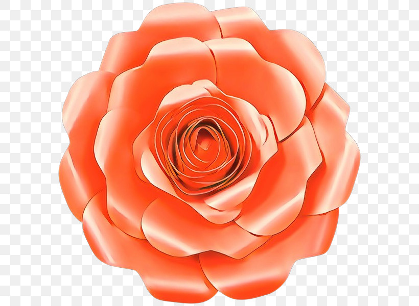 Garden Roses, PNG, 600x600px, Garden Roses, Cut Flowers, Flower, Orange, Petal Download Free