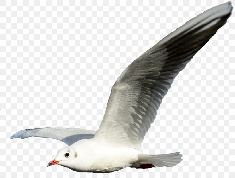 Gulls Clip Art Flight Shorebirds, PNG, 960x728px, Gulls, Beak, Bird, Bird Flight, Charadriiformes Download Free
