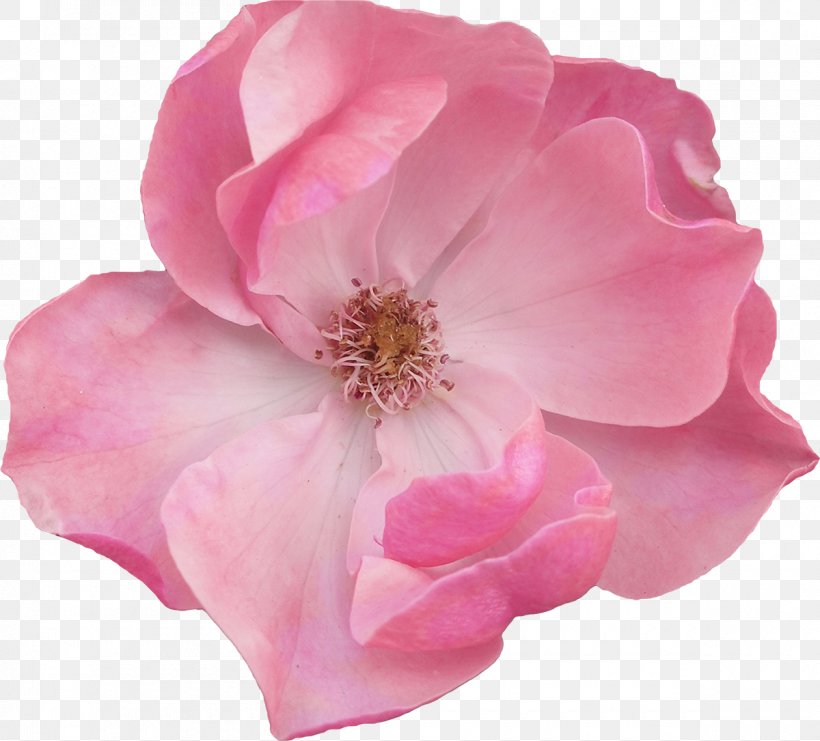 Pink Flowers Garden Roses Blossom, PNG, 1200x1085px, Flower, Blossom, China Rose, Cut Flowers, Floral Design Download Free