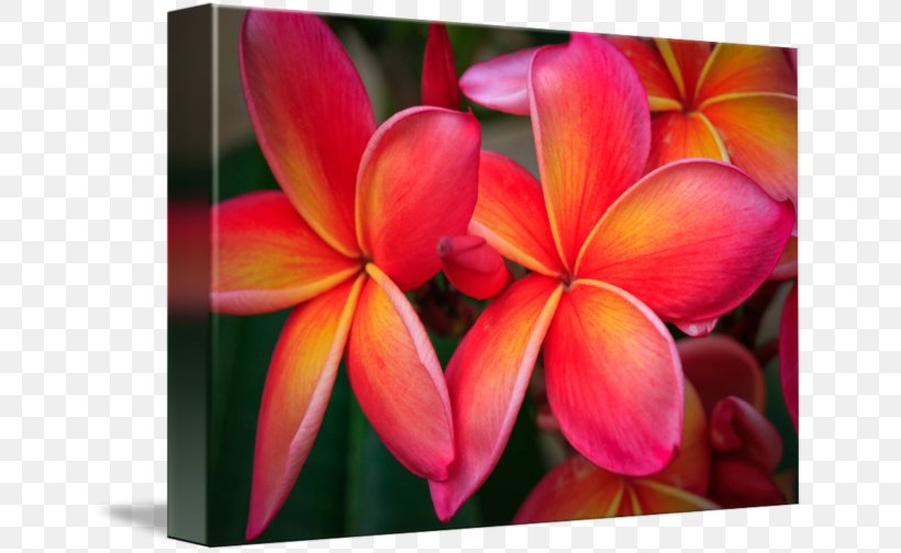 Flower Flora Petal Frangipani Canvas Print, PNG, 650x504px, Flower, Artist, Botany, Canvas Print, Close Up Download Free