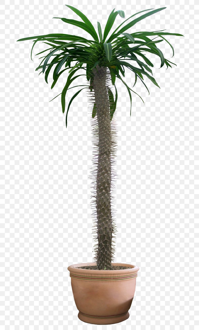 Houseplant Tree Green, PNG, 720x1360px, Plant, Areca Palm, Arecaceae, Arecales, Date Palm Download Free