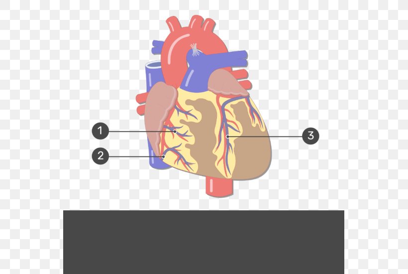 Human Anatomy Heart Circulatory System Human Body, PNG, 565x550px, Watercolor, Cartoon, Flower, Frame, Heart Download Free