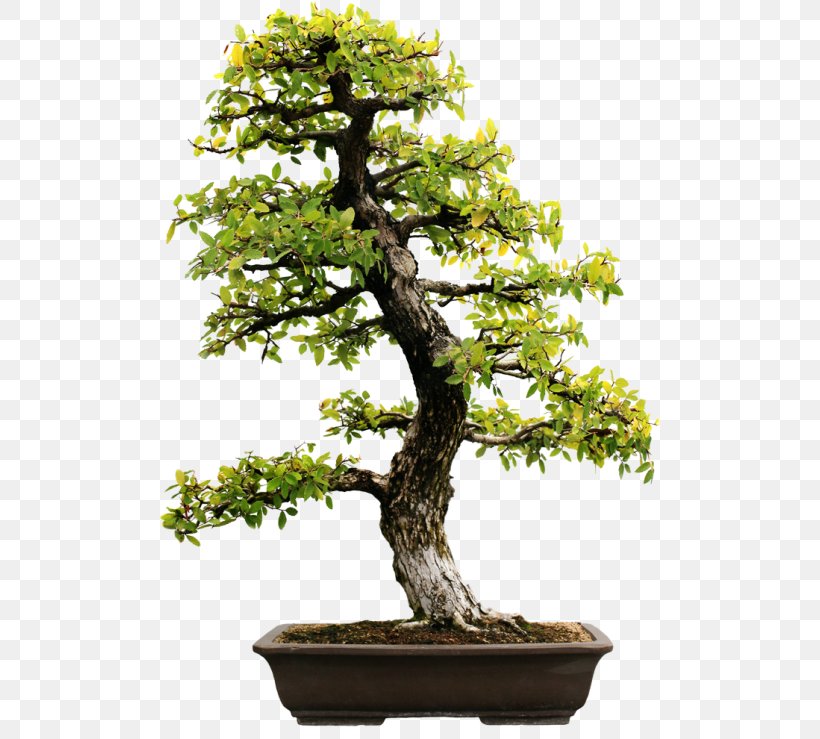 Bonsai Evergreen Stock Photography Tree Carmona Retusa, PNG, 500x739px, Bonsai, Branch, Carmona, Carmona Retusa, Evergreen Download Free