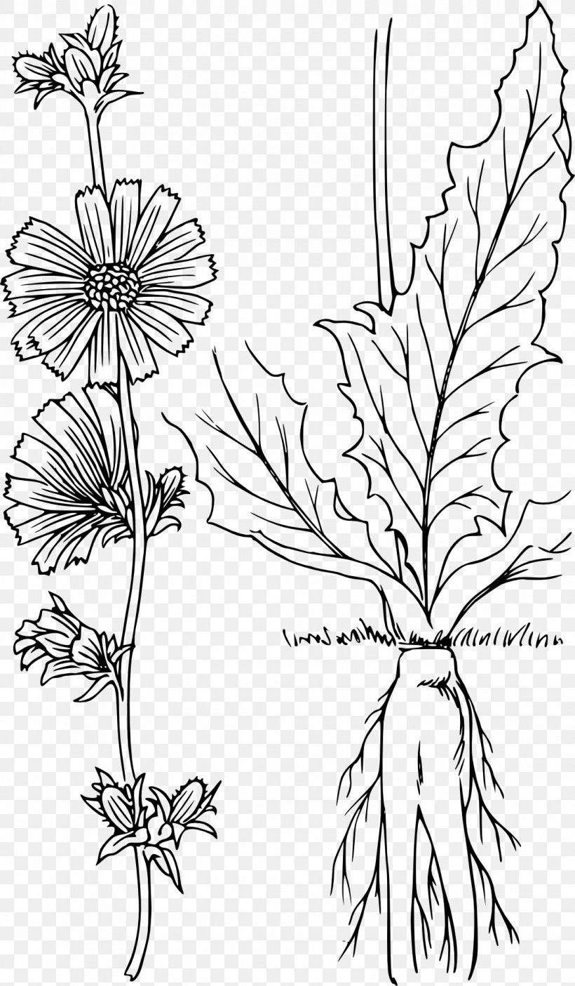 Chicory Drawing Plant Clip Art, PNG, 1120x1920px, Chicory, Black And White, Botanical Illustration, Botany, Branch Download Free